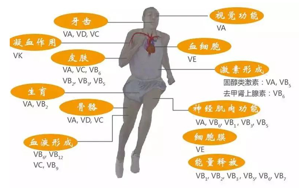 維生素D有多重要？快來(lái)了解一下！
